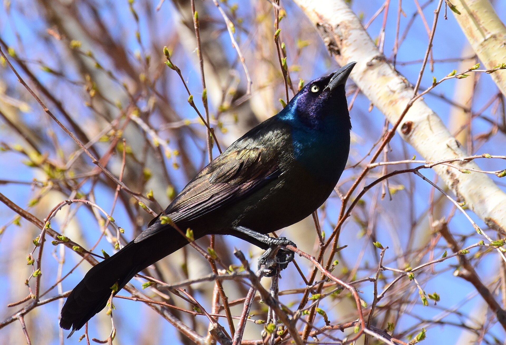 Adult common grackle showing the pale yellow eye and glossy head