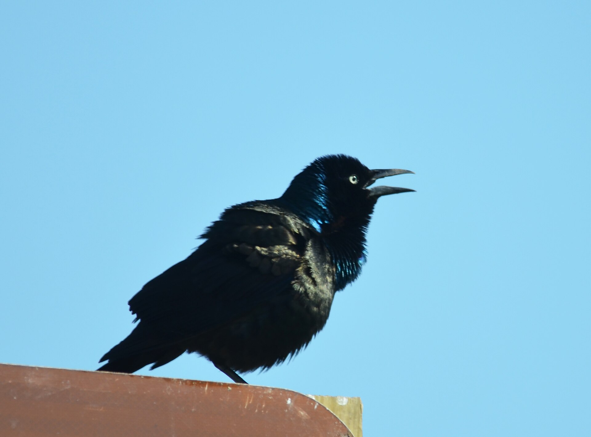 Common grackle calling
