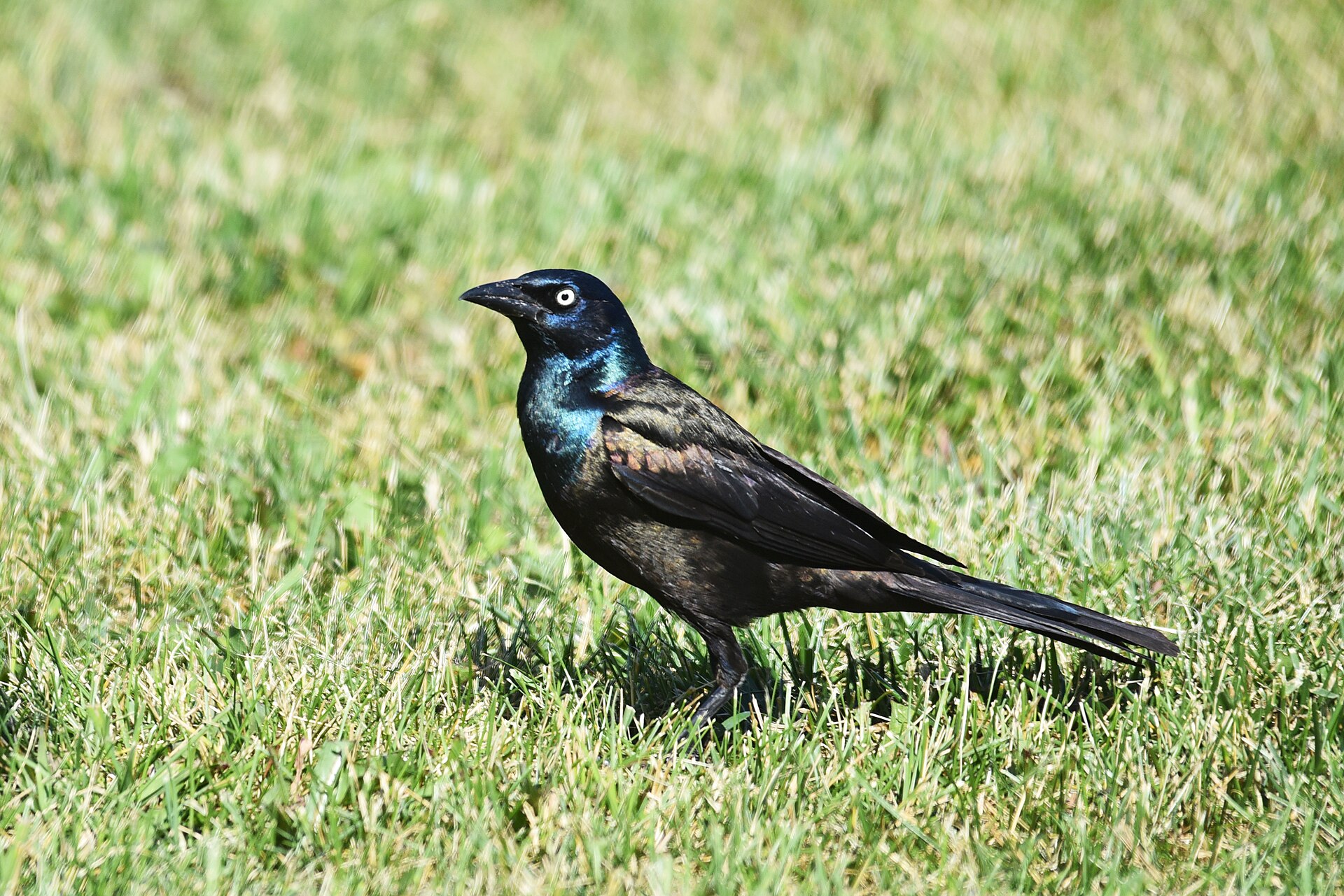 Common grackle foraging on the ground