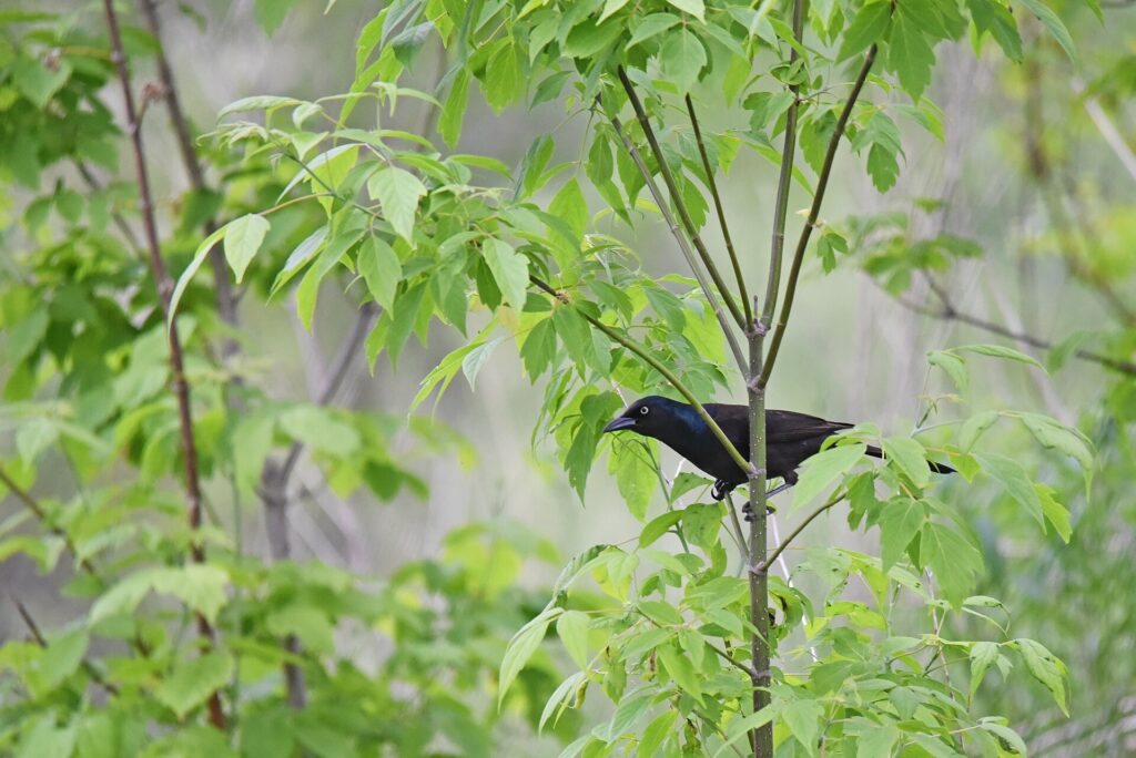 Common grackle perched among green leaves in a young tree