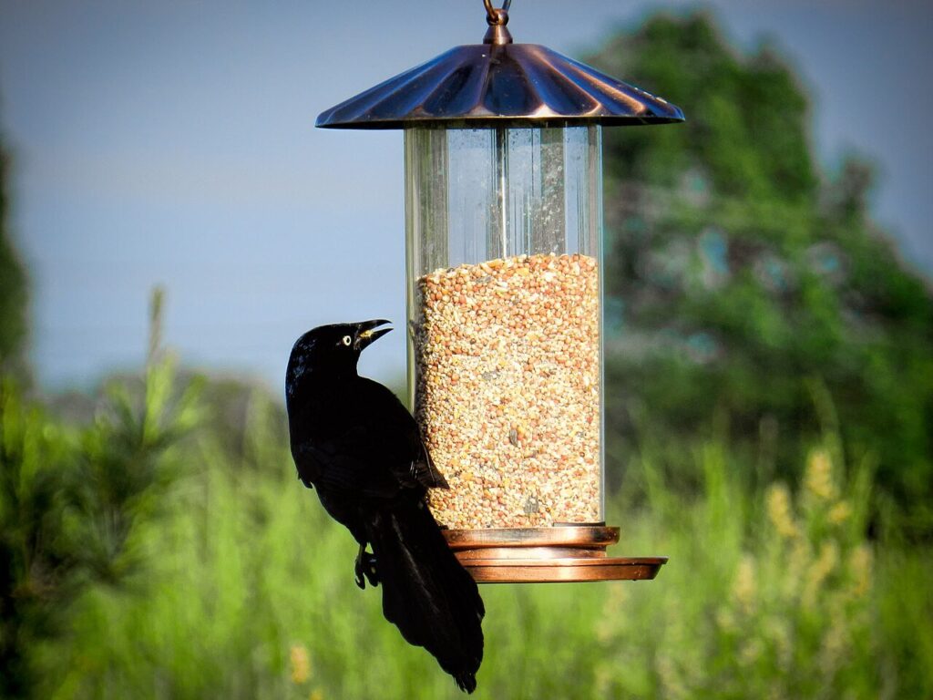 Common grackle perched on a backyard bird feeder