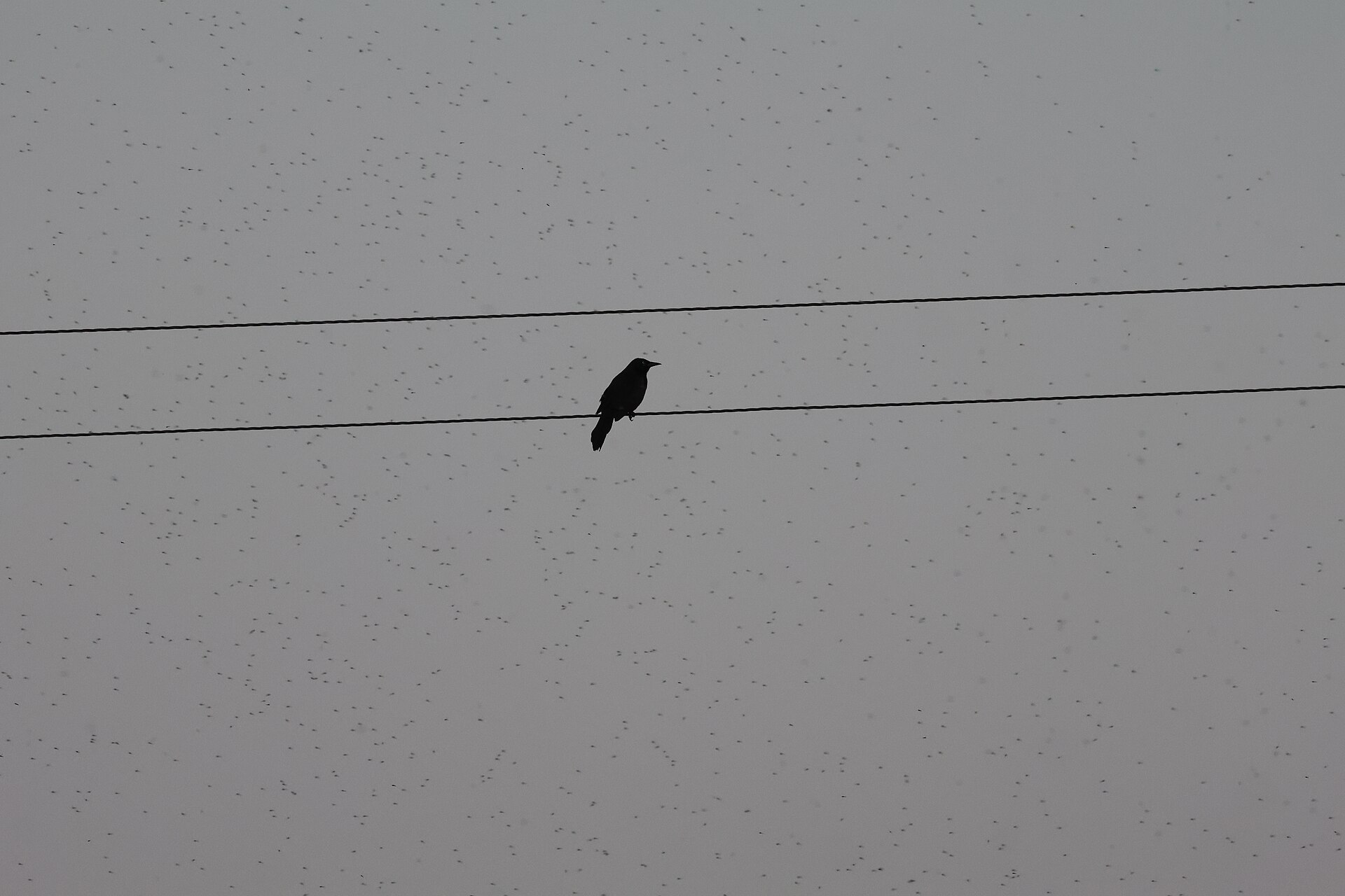 Common grackle on a power line at dusk