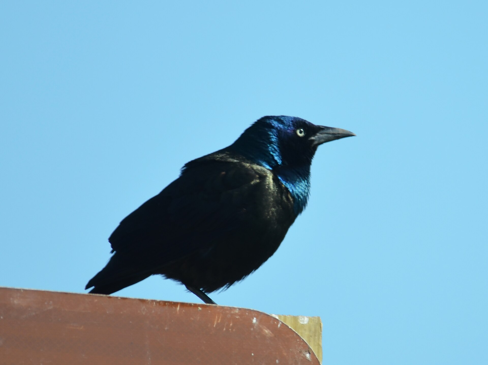 Common grackle perched in fall
