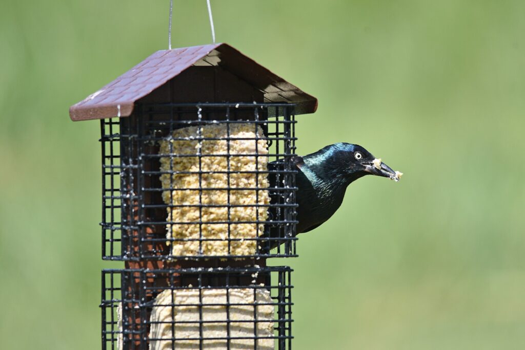Common grackle perched at a suet feeder, showing its pale yellow eye and long tail
