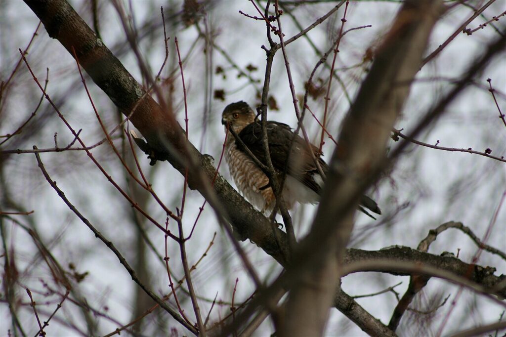 Cooper's hawk perched in a backyard tree