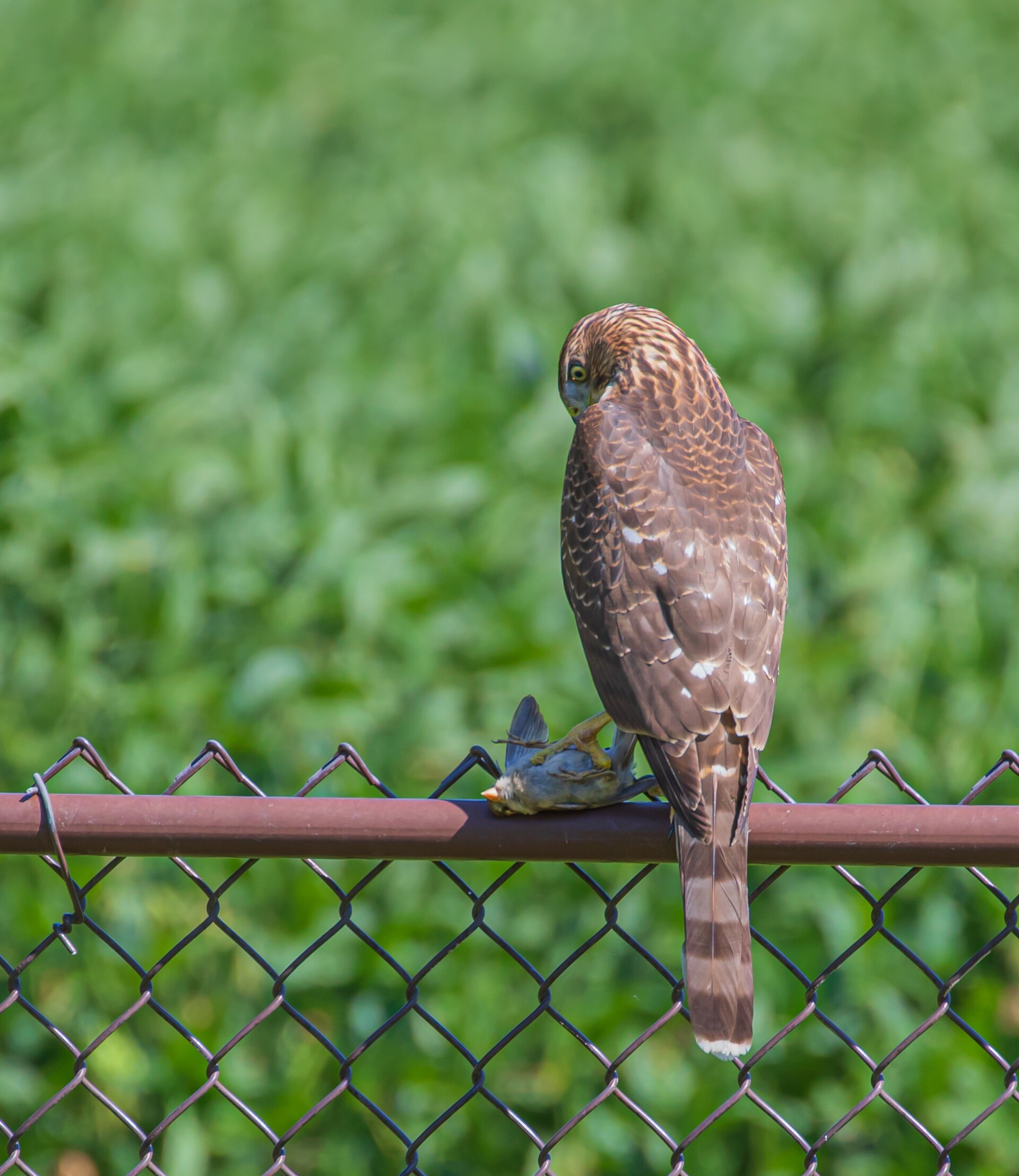 Cooper's hawk perched on a chain-link fence