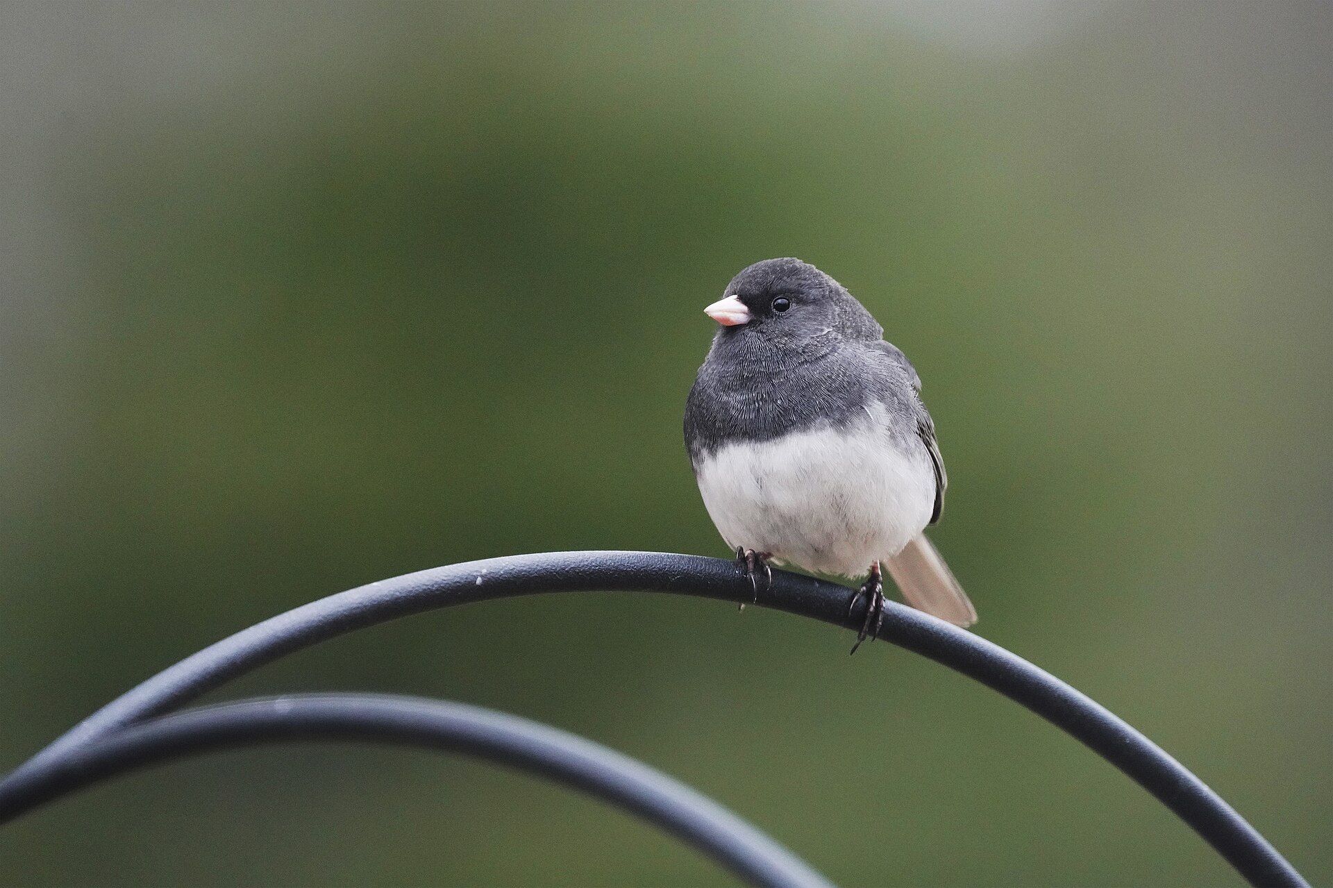 Dark-eyed junco perched on a feeder pole