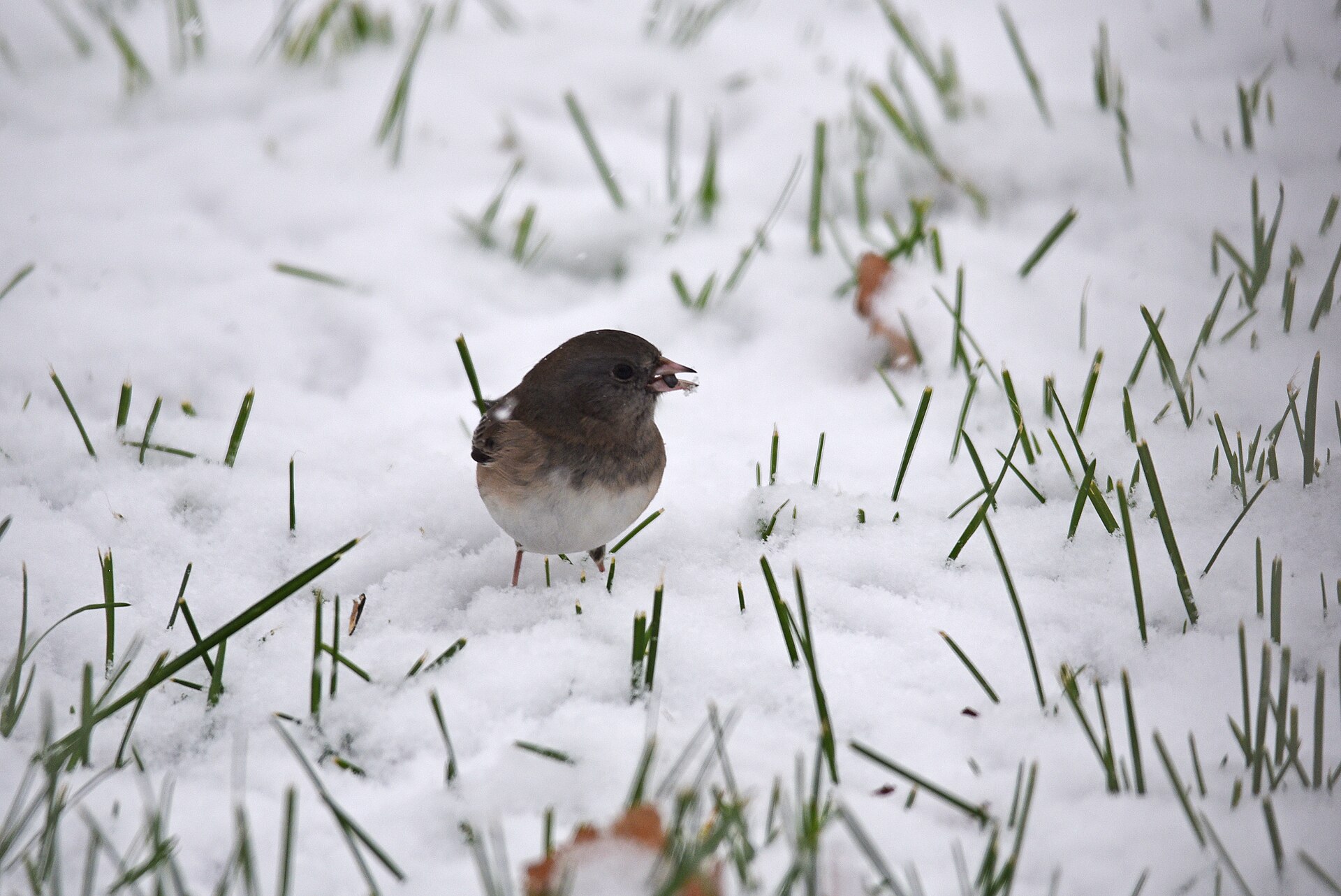 Dark-eyed junco feeding on the ground under a feeder during an October snowstorm
