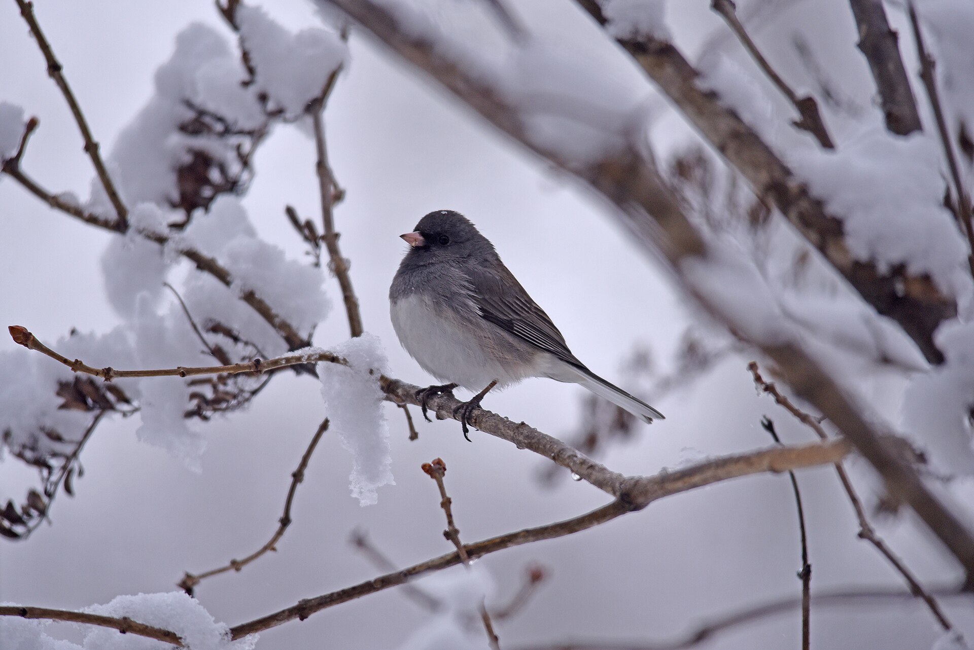 Dark-eyed junco on a snow-covered lilac bush
