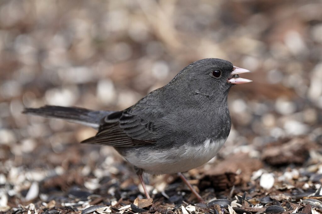 Dark-eyed junco foraging under a bird feeder, showing the pink bill and slate-gray hood
