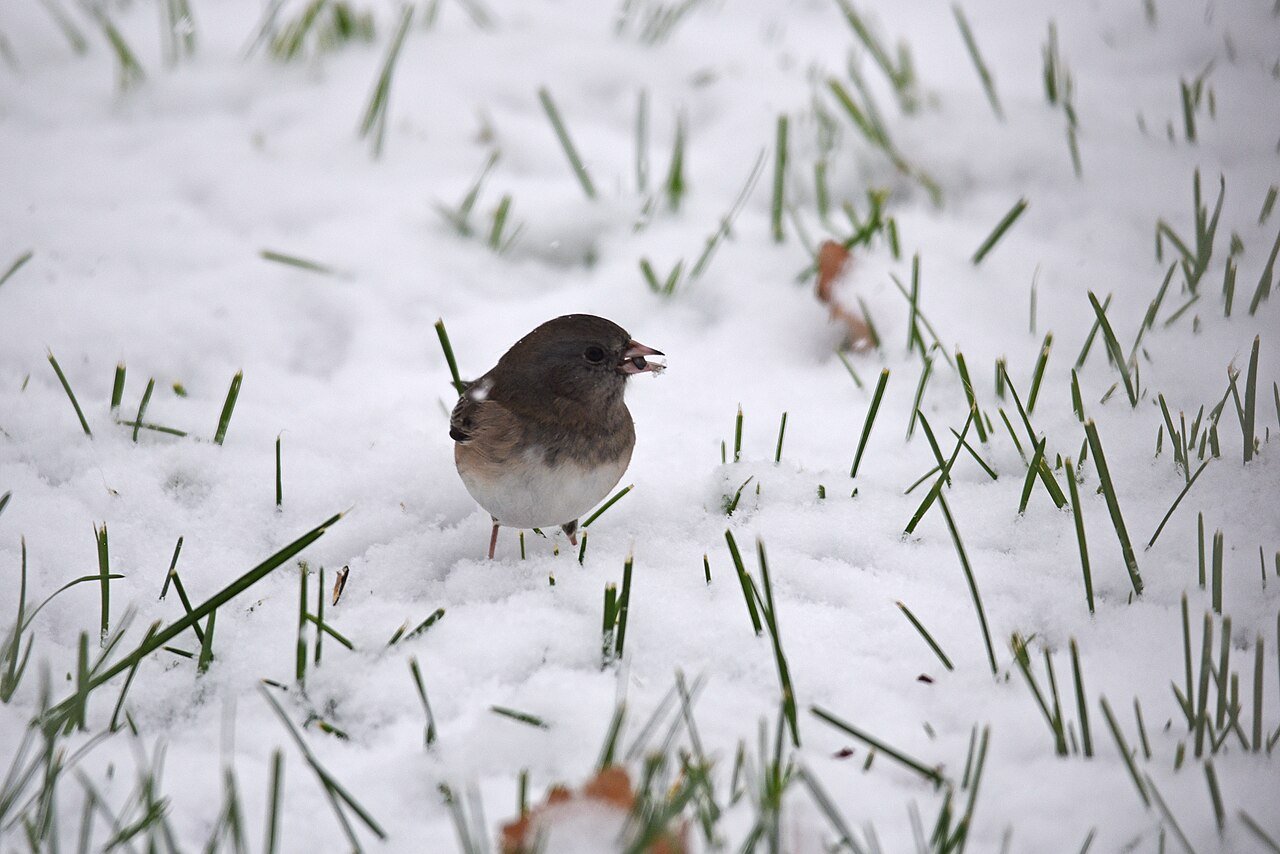Dark-eyed junco feeding on the ground under a feeder in snow