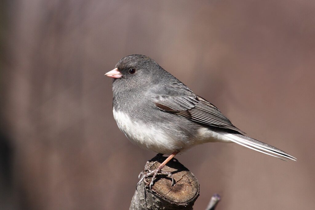 Dark-eyed junco perched on a branch in winter