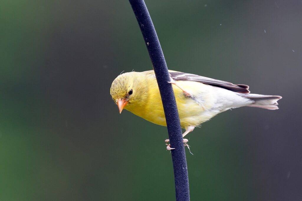 American goldfinch