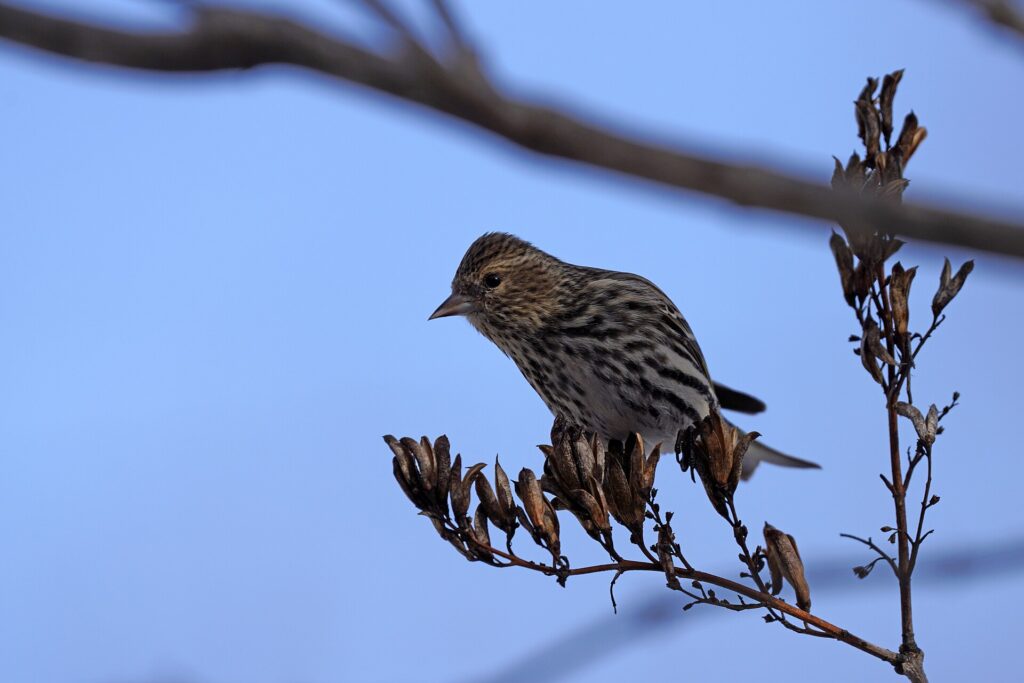 Pine siskin