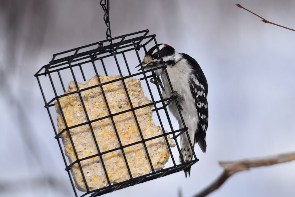 Downy woodpecker clinging to a wire suet cage