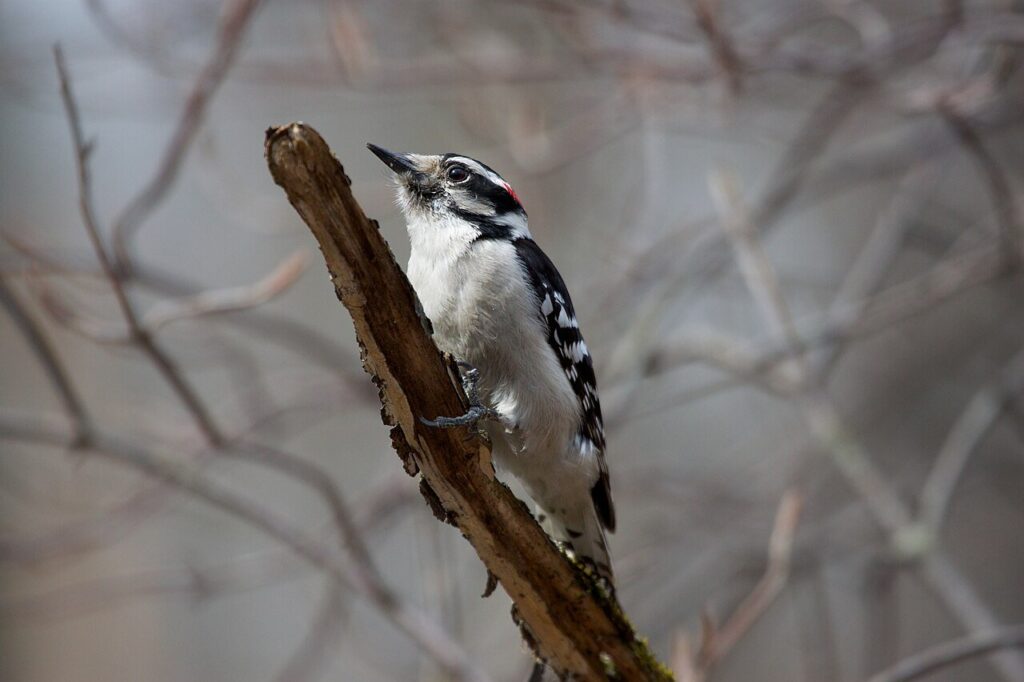 Downy woodpecker drumming on a dead branch