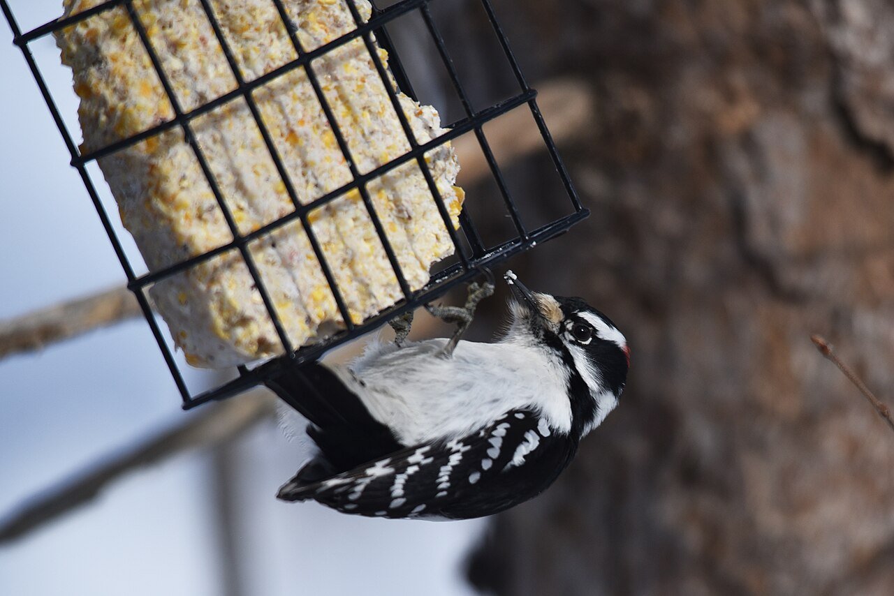 Downy woodpecker at a suet feeder