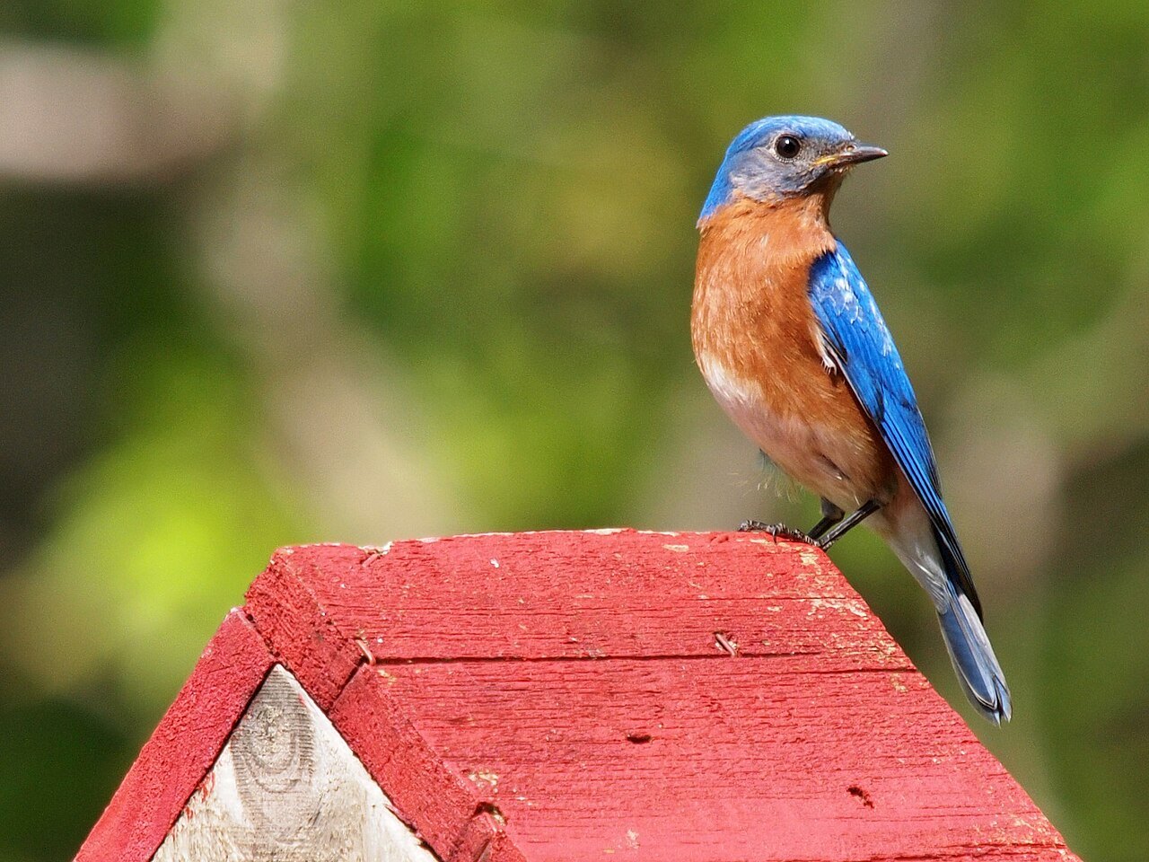 Male eastern bluebird perched on a branch