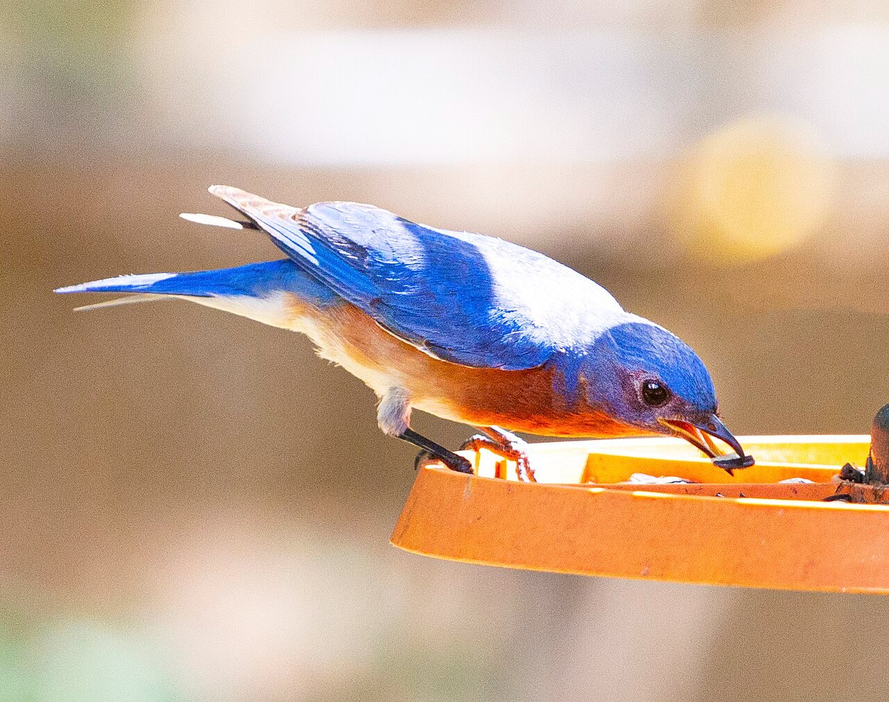 Eastern bluebird perched on a mealworm feeder