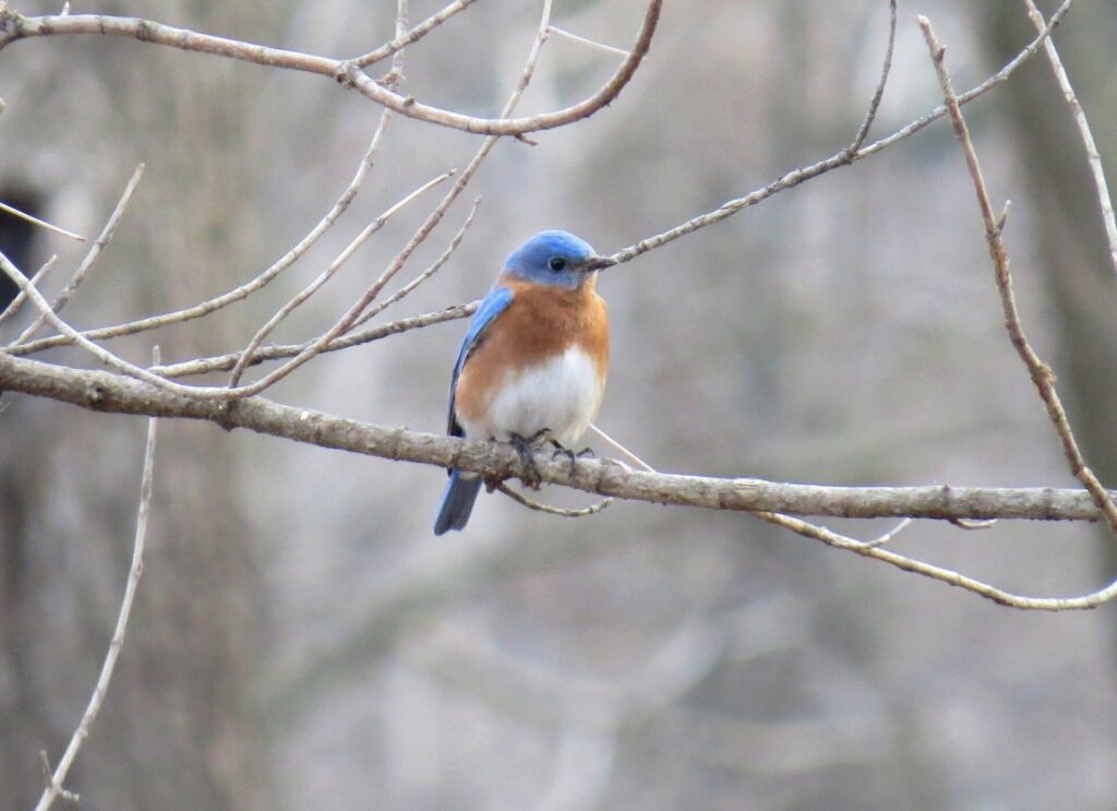 Eastern bluebird perched on a bare branch in winter