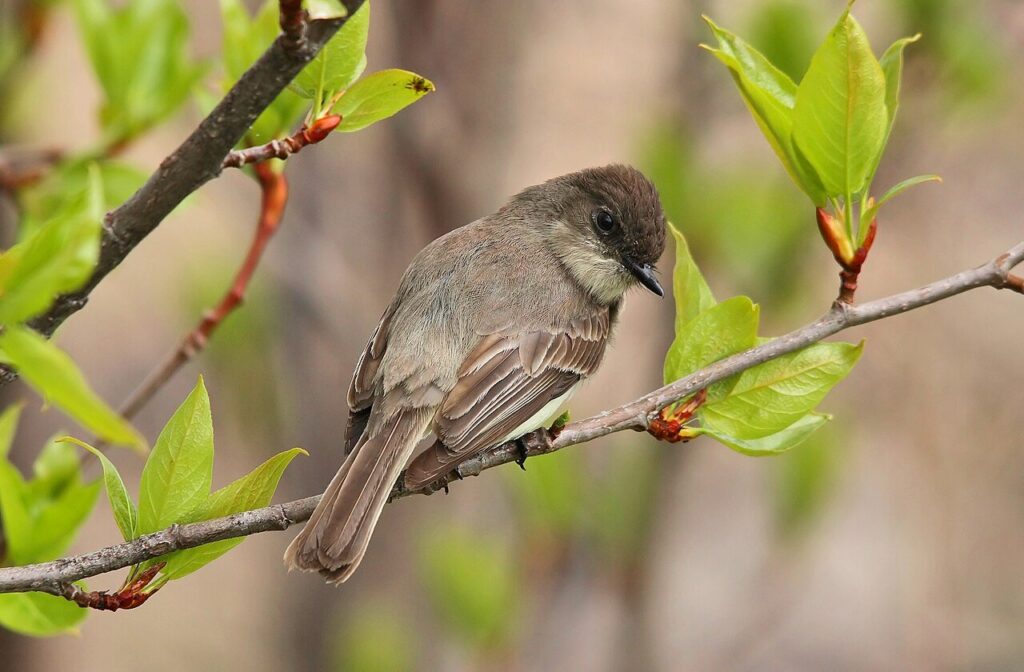 Eastern phoebe, a gray-brown flycatcher with a pale belly