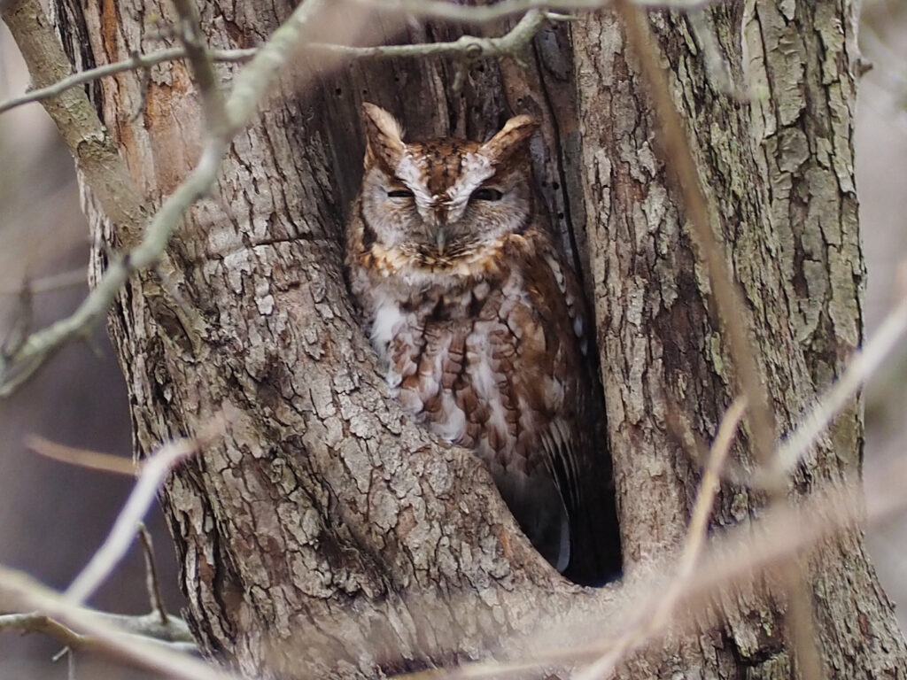 Eastern Screech-Owl peering out of a tree cavity