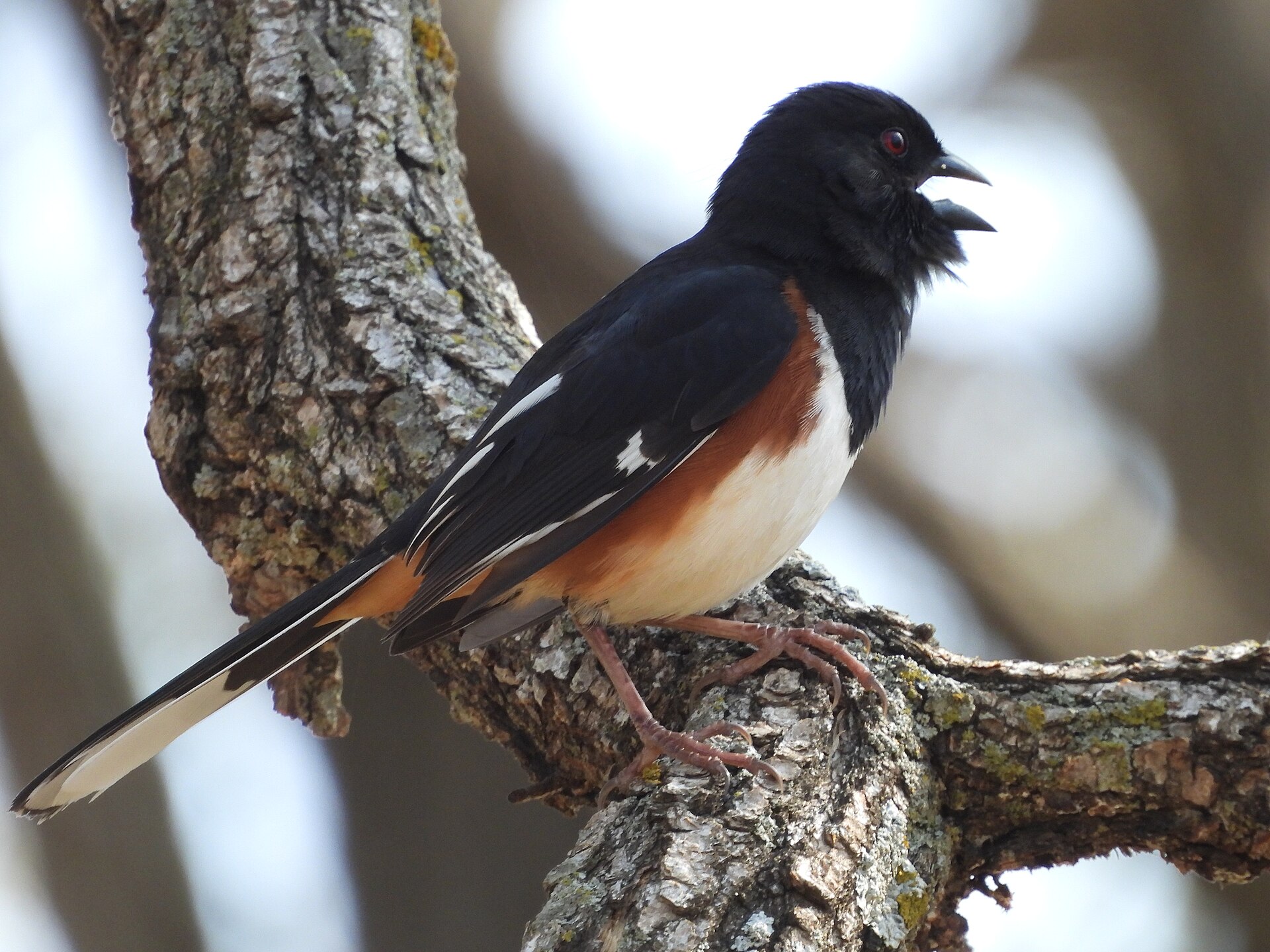 Male eastern towhee singing, showing black hood, rusty sides and white wing flash