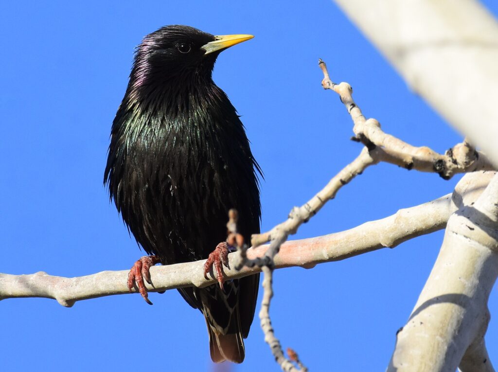 Glossy black European starling perched on a branch against blue sky