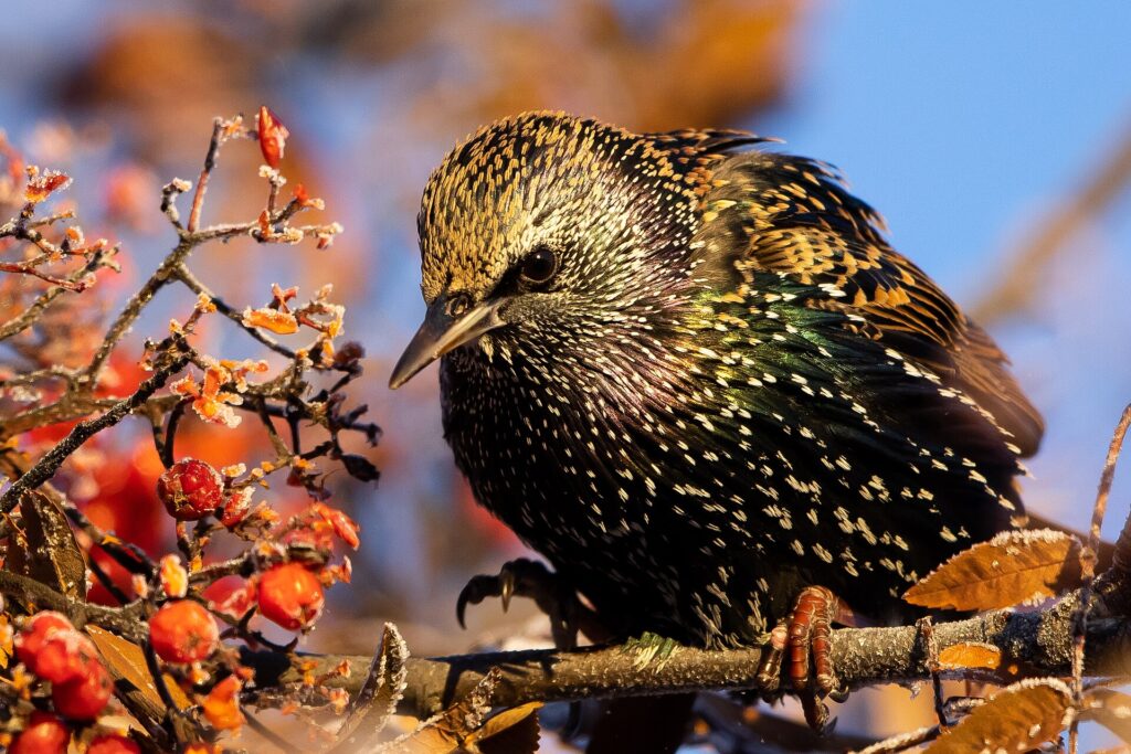 European starling in fall and winter plumage, covered in white spots