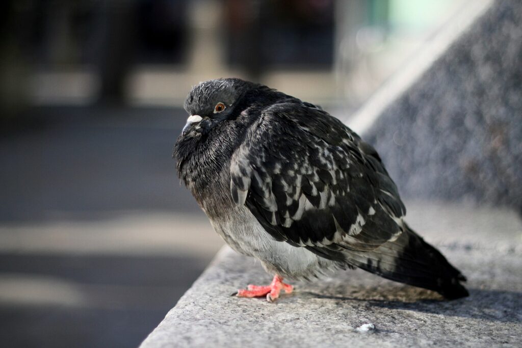 A gray feral rock pigeon on a city ledge