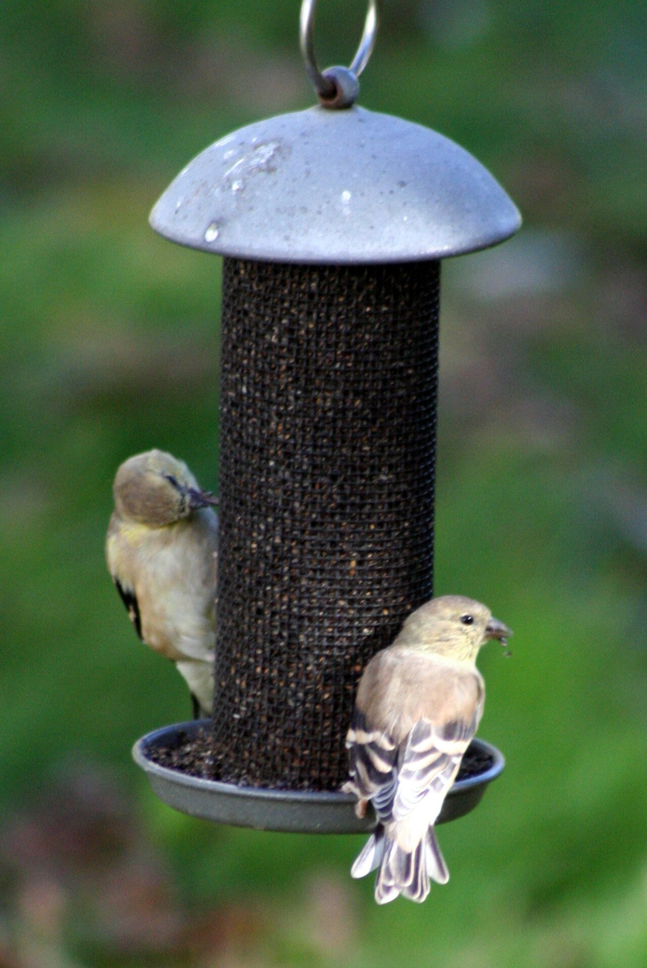 American goldfinch in autumn plumage at a nyjer feeder