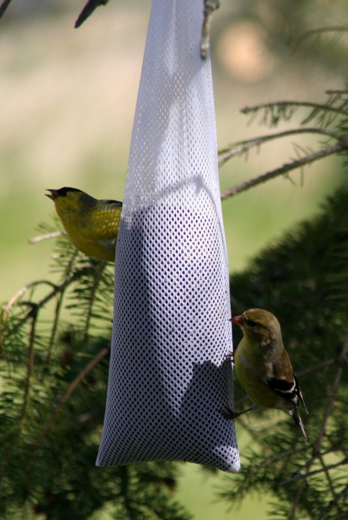 American goldfinch clinging to a nyjer feeder