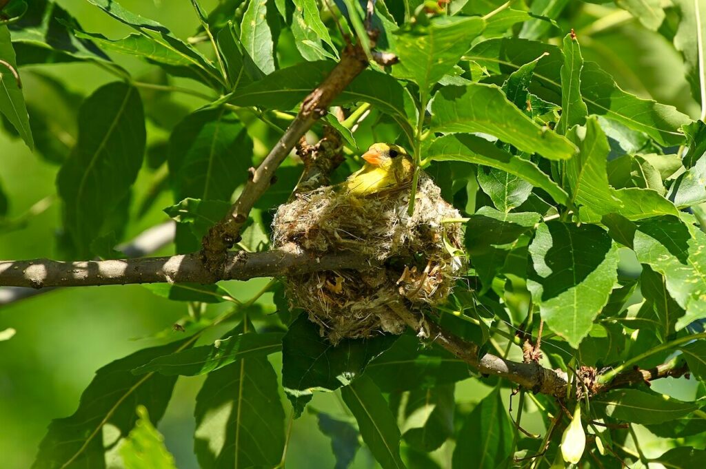 Female American goldfinch sitting on her nest