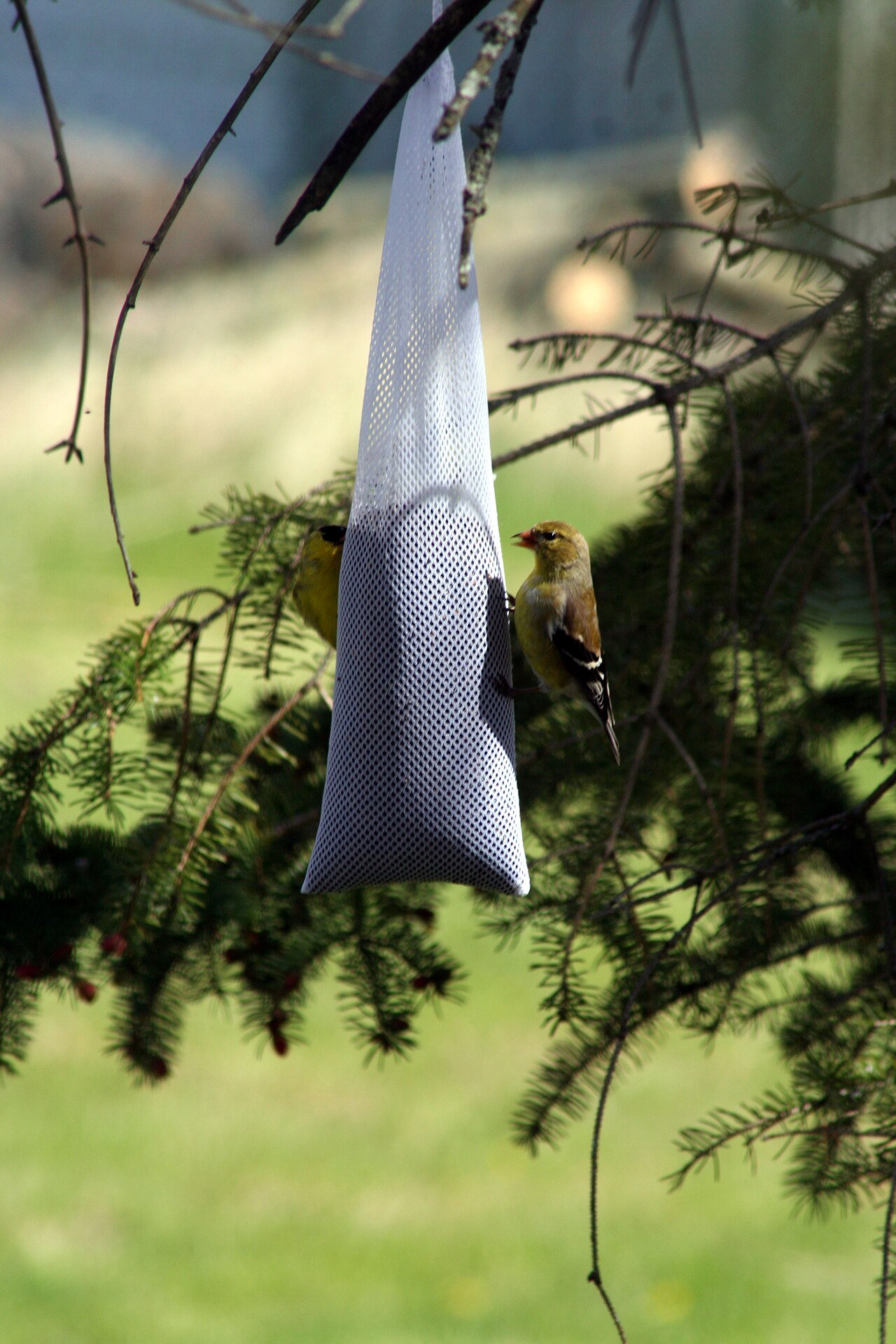American goldfinch at a nyjer seed feeder