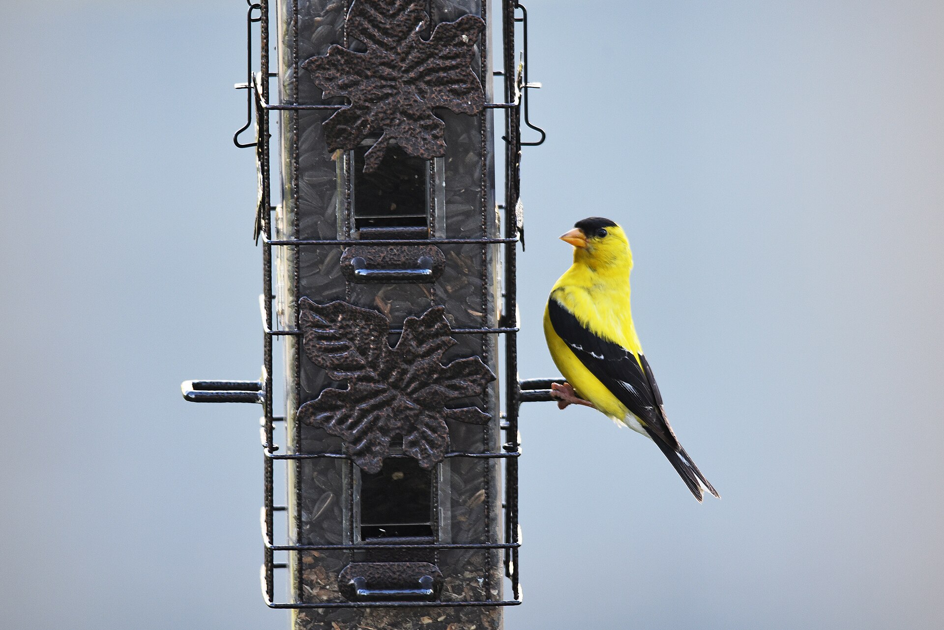 Male American goldfinch eating sunflower seed at a feeder