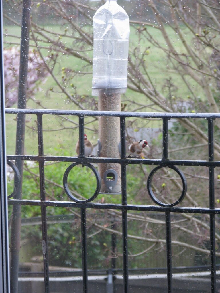 Goldfinches at a tube feeder hung just outside an apartment window