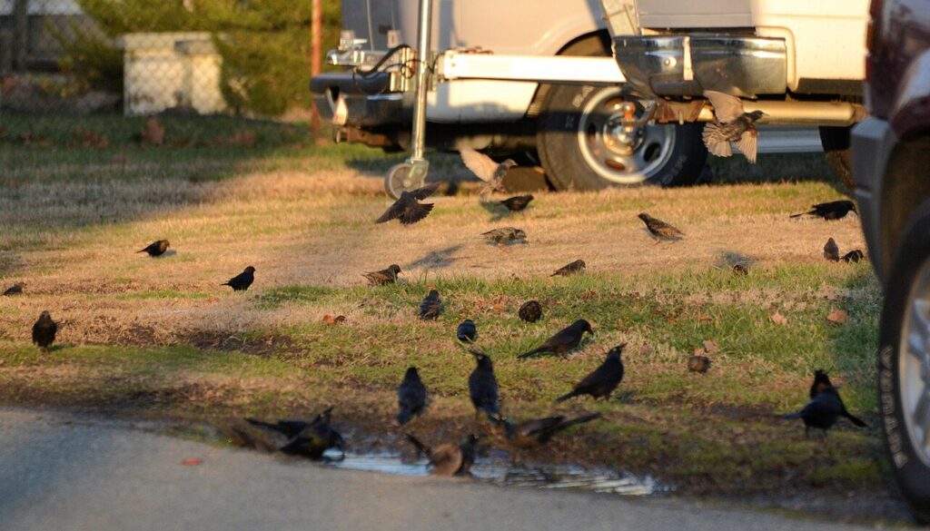 A flock of common grackles gathered together