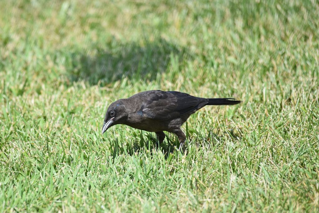 Common grackle foraging on the ground beneath a bird feeder