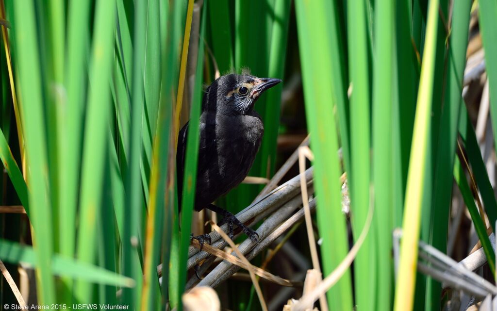 Fledgling common grackle