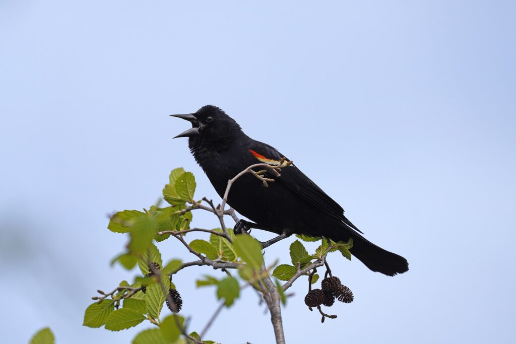 Red-winged blackbird