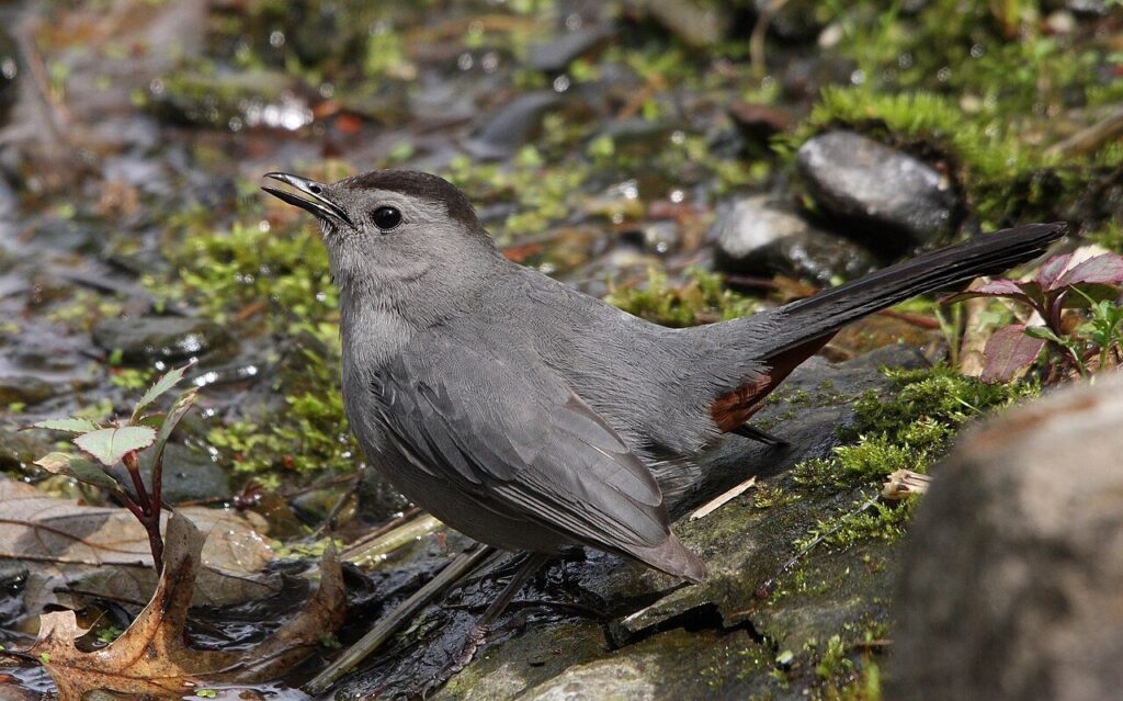 Gray catbird, all gray with a black cap