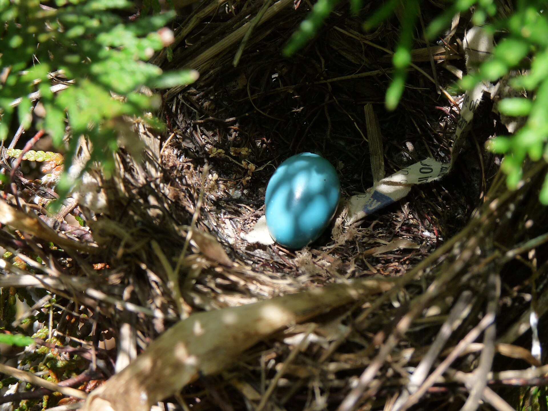 Deep turquoise gray catbird egg in a nest of twigs and leaves