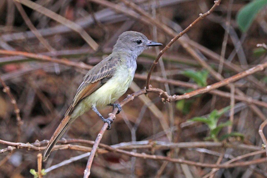 Great crested flycatcher perched, showing yellow belly and rusty tail