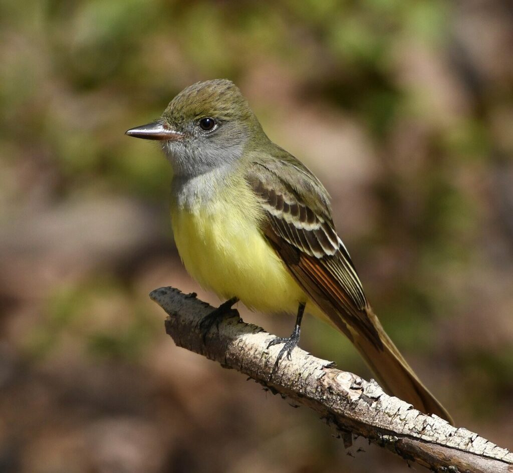 Great crested flycatcher on a branch