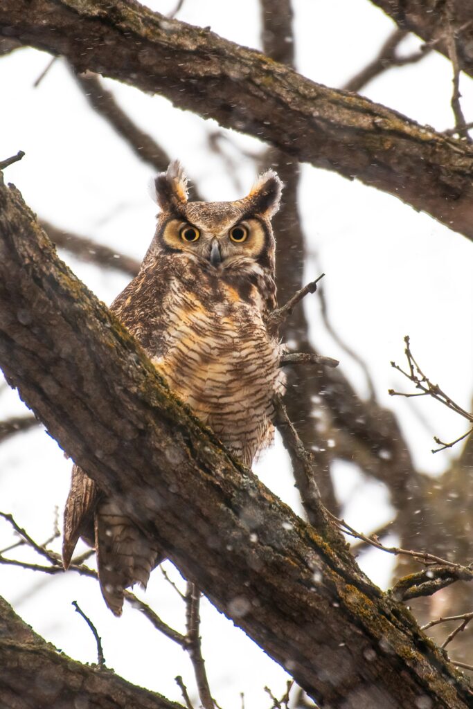 Great Horned Owl perched on a branch, showing its ear tufts, yellow eyes and dark hooked bill