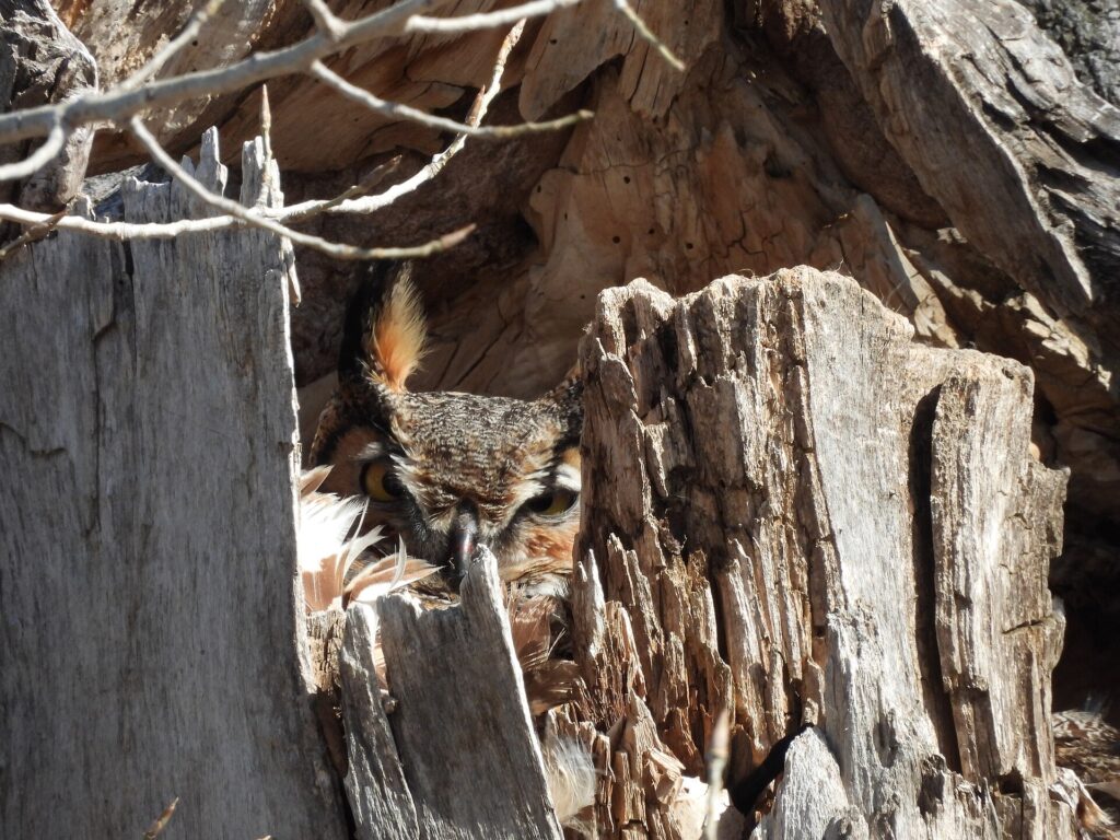 Great Horned Owl resting in a tree cavity