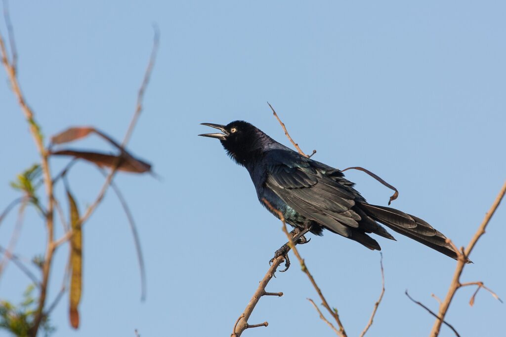 Great-tailed grackle perched on a bare branch with its bill open, calling against a blue sky
