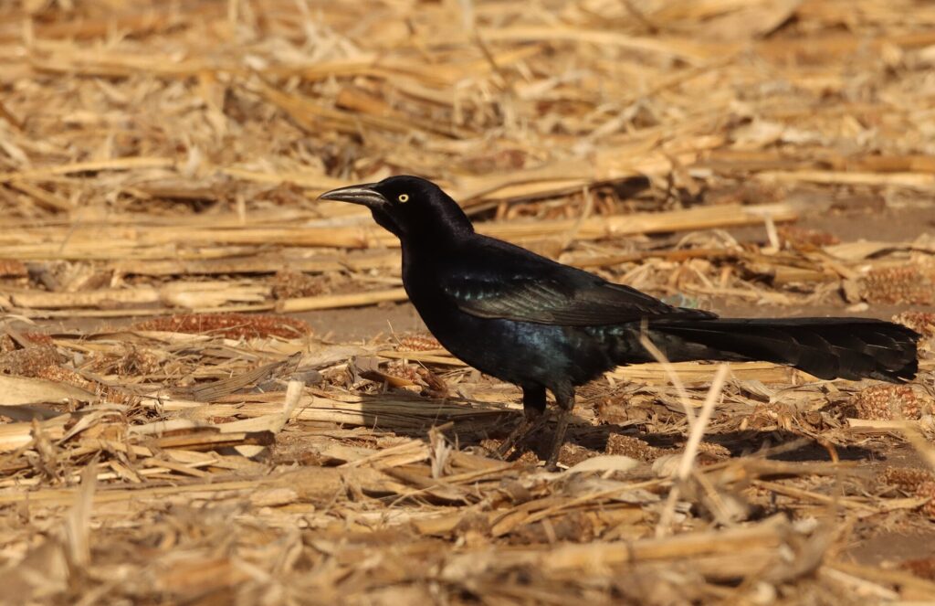Glossy black male great-tailed grackle with a long keel-shaped tail walking on straw-covered ground