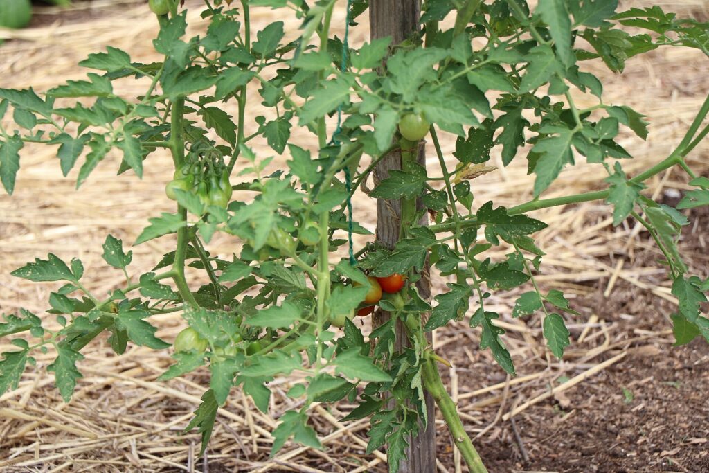 Green unripe and red ripe tomatoes growing on the same vine