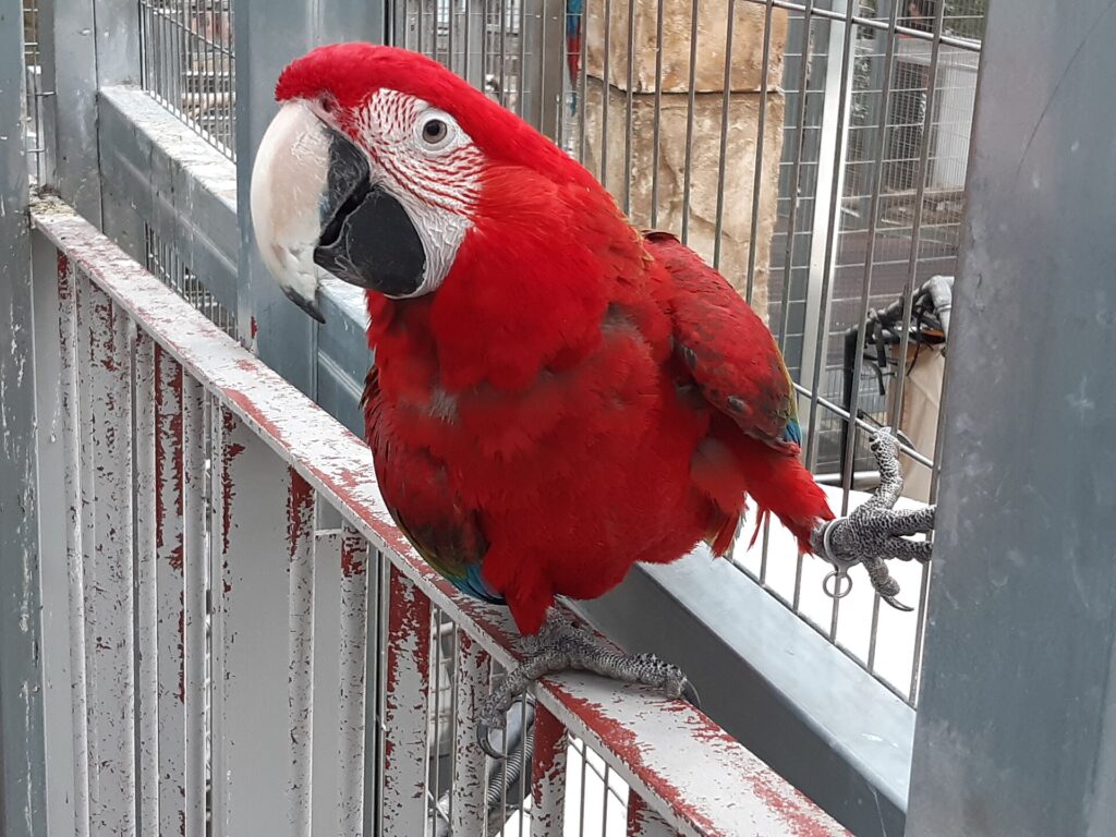 Green-winged macaw perched, showing red body and green and blue wings